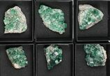 Flat: Green, Fluorescent Rogerley Fluorite - Pieces #97148-1